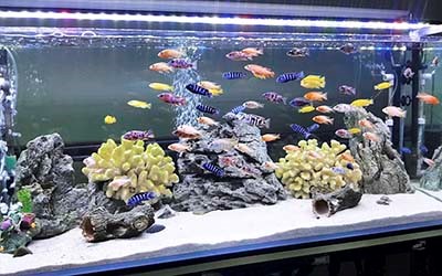 may-bom-chim-mini-cho-be-ca-canh