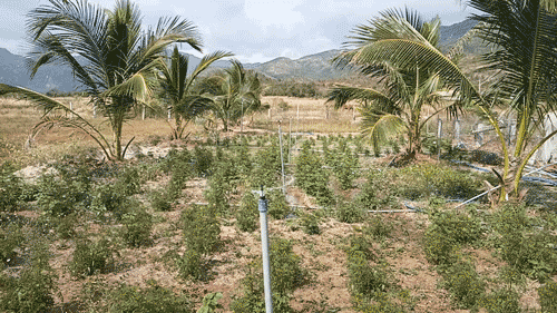 ung-dung-trong-nong-nghiep