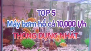 may-bom-ho-ca-10000lh