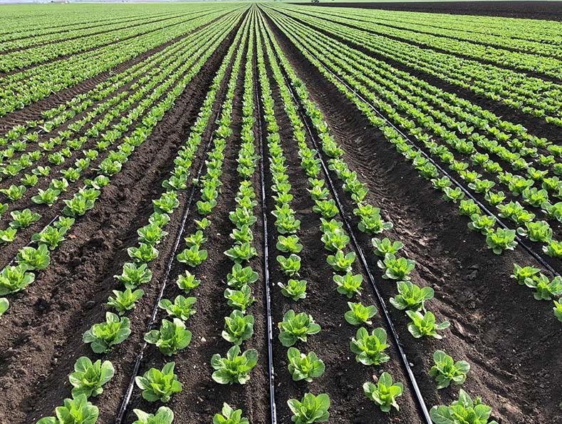 may-bom-tuoi-nho-giot-5